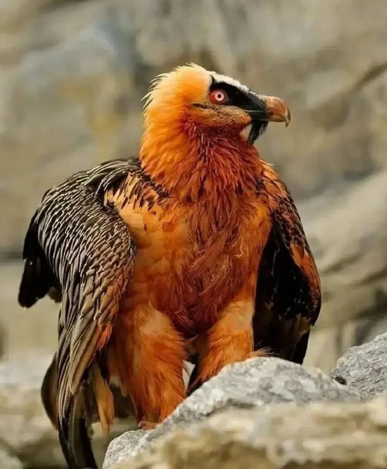 عکس همای سعادت