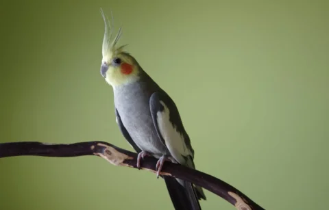 اسم برای عروس هلندی