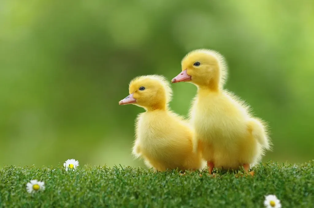 اسم برای اردک