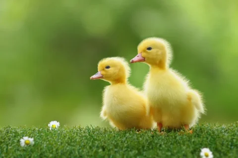 اسم برای اردک
