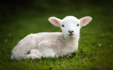اسم برای گوسفند