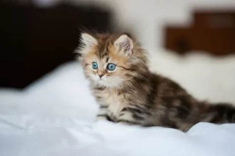 اسم برای گربه