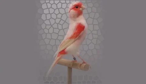 اسم برای قناری